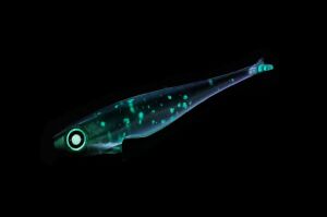 Jackall Jelly Sardine 55 Shad Tail 5.5cm 2gr Silikon Yem