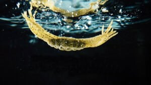 Jackall Drift Crab 4.5cm Silikon Yem