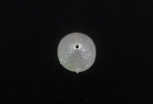 Jackall Mute Ball Pencil 38F 3.8cm 2.7gr Maket Balık