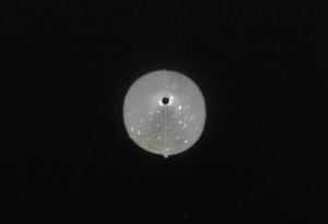 Jackall Mute Ball Minnow 38F 3.8cm 2.7gr Maket Balık