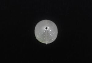 Jackall Mute Ball Minnow 38F 3.8cm 2.7gr Maket Balık