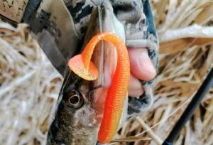 Jackall Rhythm Wave 2.8'' 7.1cm Silikon Yem